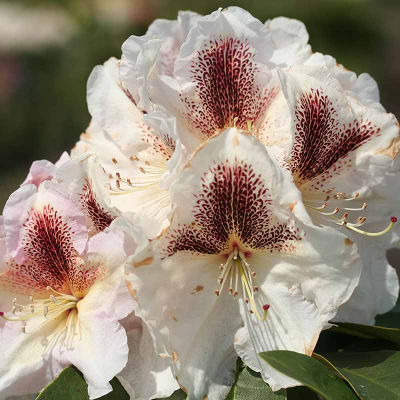 Rhododendron hybrid extraordinaire