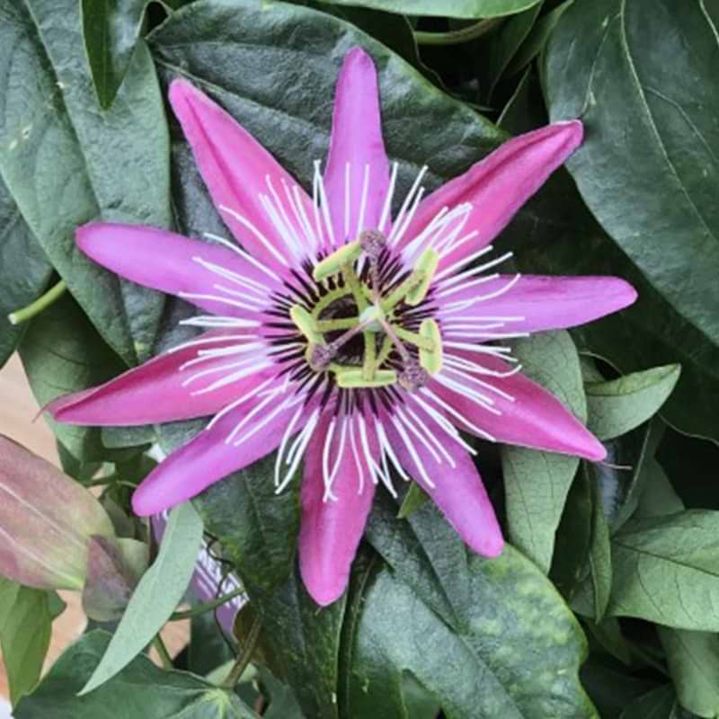 Passionsblomst eynsford gem