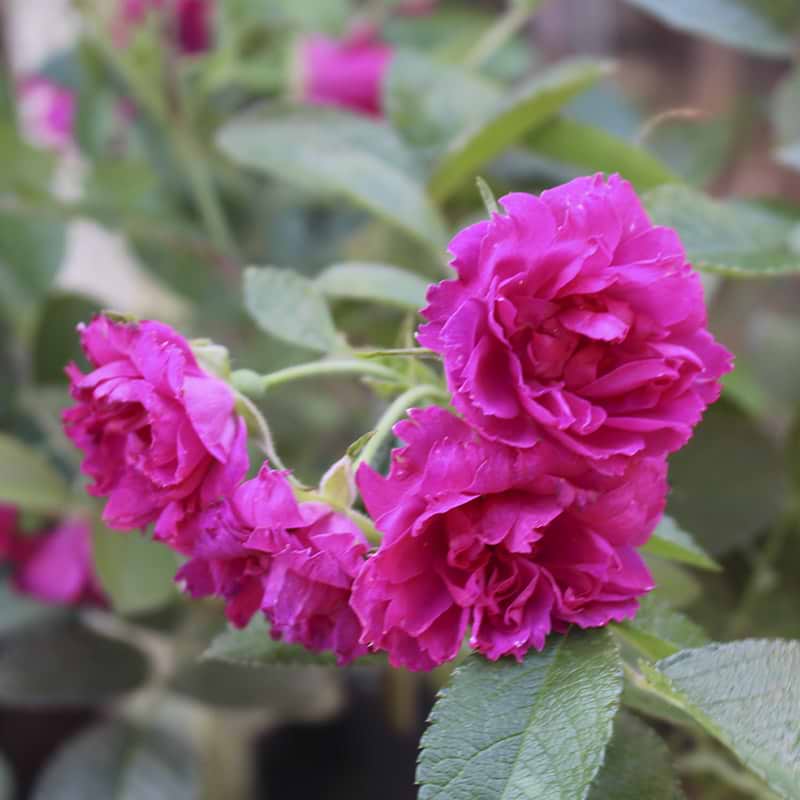 Buskrose F.J. Grootendorst-rosa rugosa