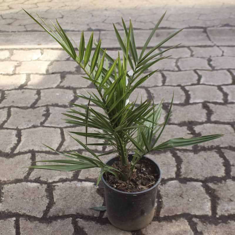 phønixpalme