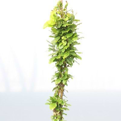 Fagus sylvatica Dawyck søjle