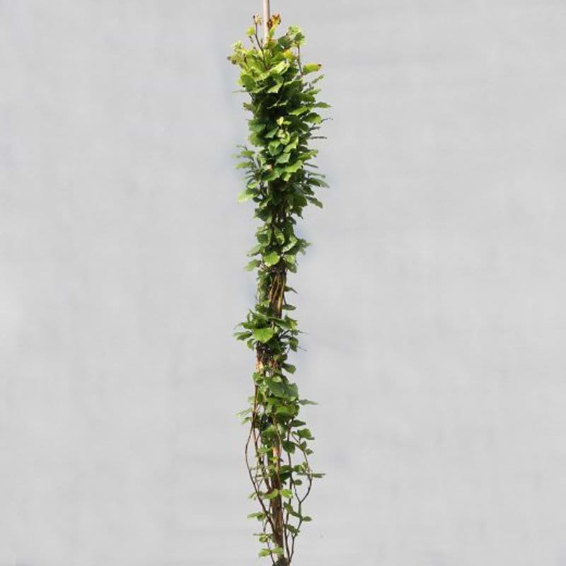 Fagus sylvatica Dawyck