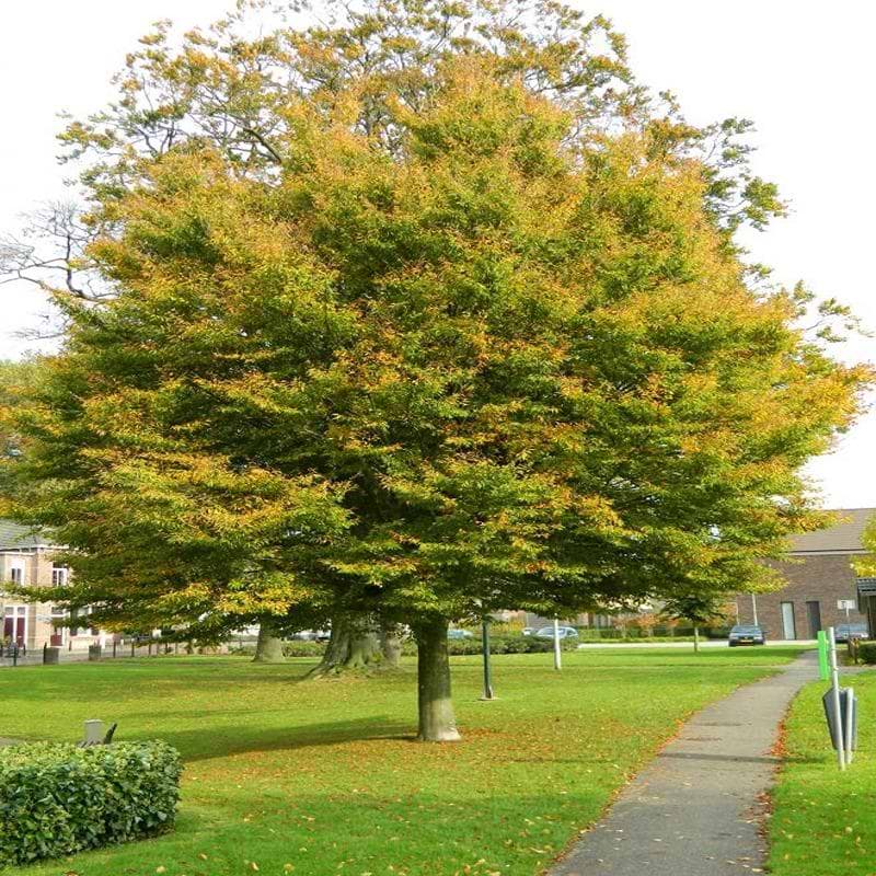 Bøg Fligetbladet (Fagus sylvatica 'Asplenifolia') Flere varianter