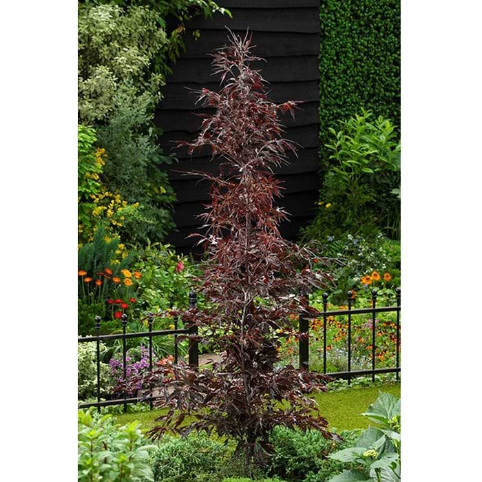 Bøg (Fagus sylvatica 'Midnight Feather') 120-150 cm