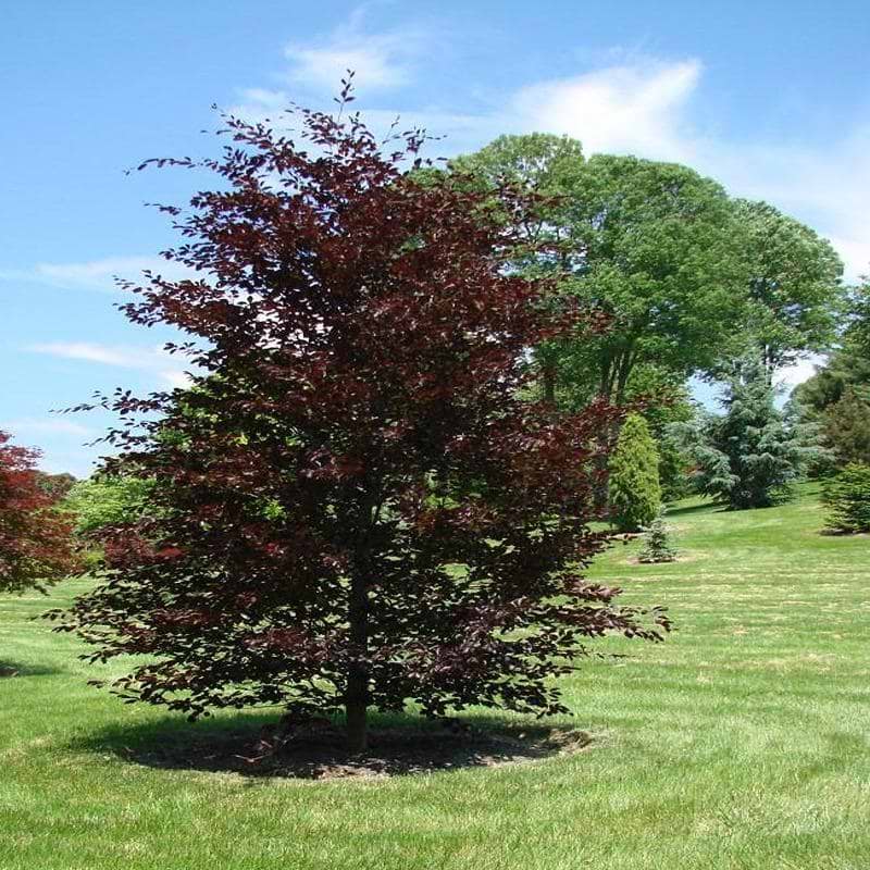 BLODBØG (FAGUS SYLVATICA 'RIVERSII') - FLERE VARIANTER