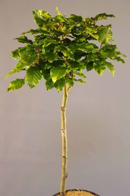 Bøg (Fagus sylvatica) Opstammet 40 cm