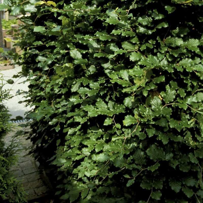 Fagus sylvatica færdighæk flere størrelser
