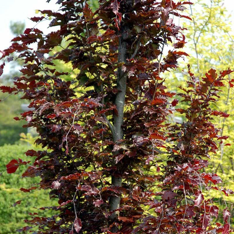 Fagus sylvatica Dawcyk Purple træ