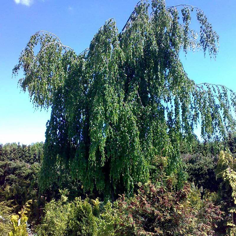 Hængebøg pendula efterår