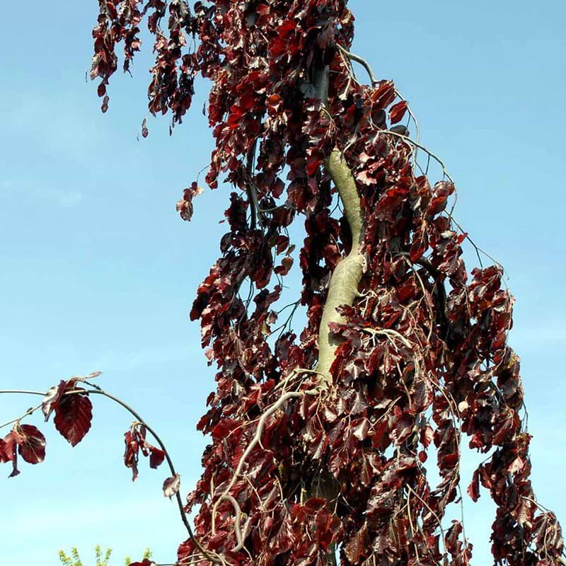 Fagus sylvatica Purple Fountain
