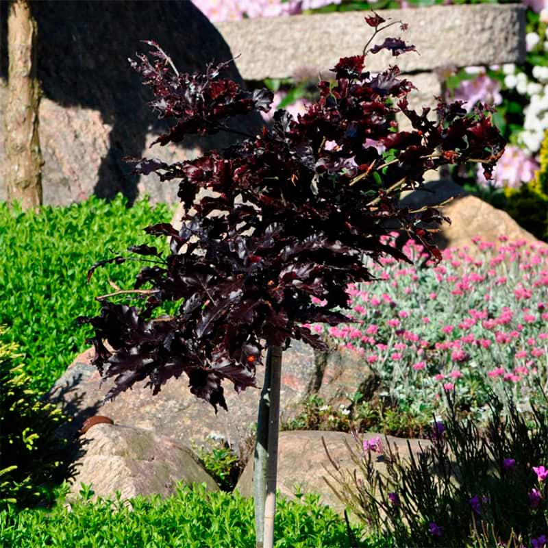 Fagus sylvatica 'Rohan Weeping' Opstammet
