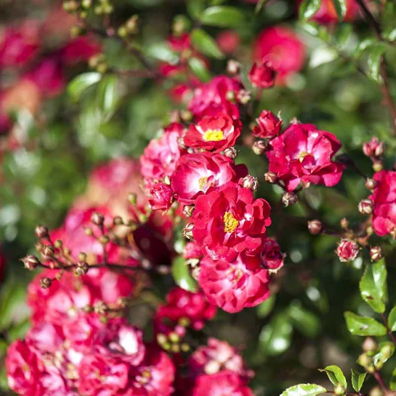 Fairy Dance rose