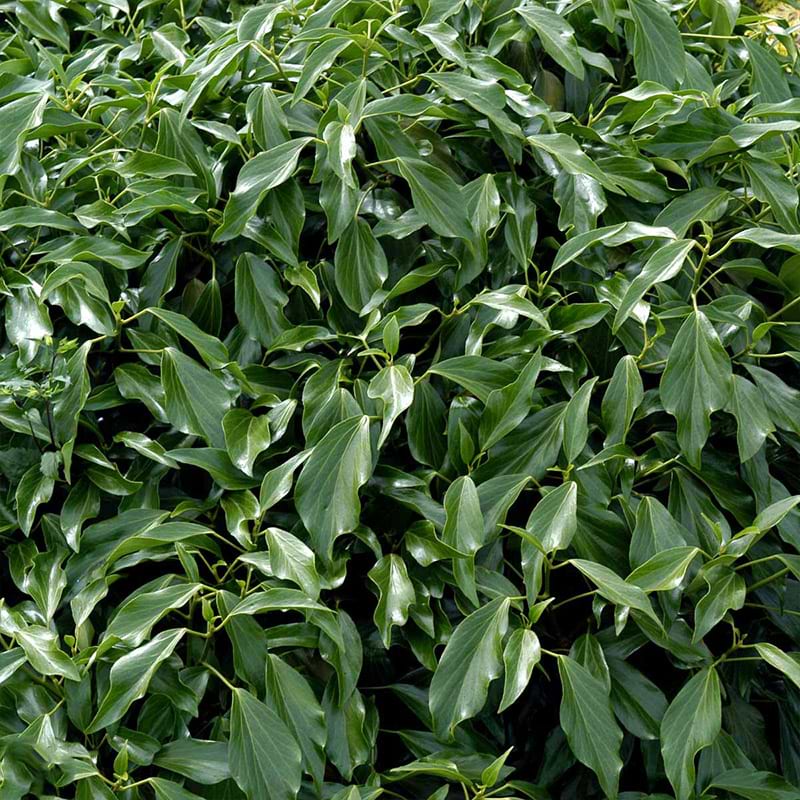 Vedbend Hedera colchica 'Fall Favorite'