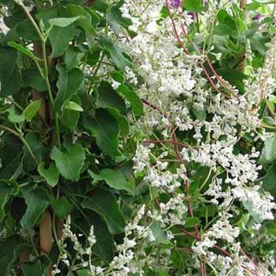 Fallopia aubertii