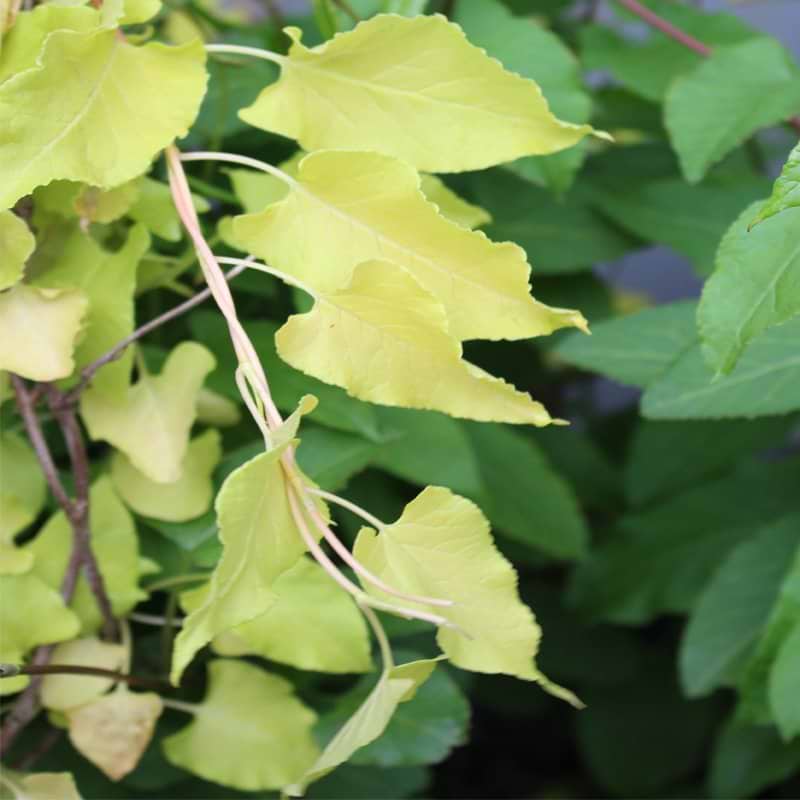 Fallopia bald Summer Sunshine