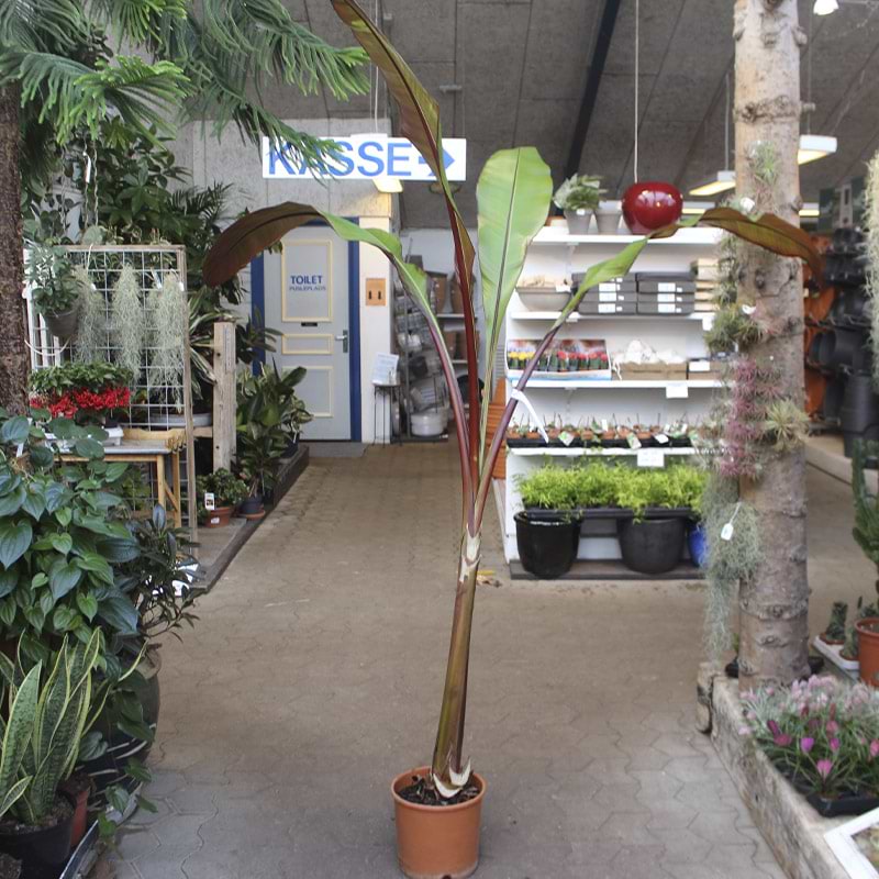 Falsk banan plante