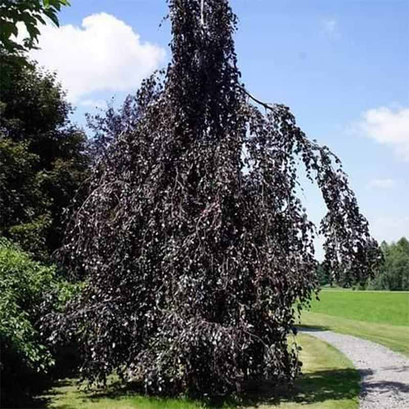 Fagus Sylvatica ´Black Swan´ Batouwe