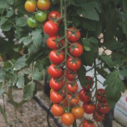 Øko. Cherrytomat 'Krebs Aura'