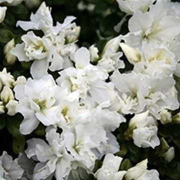 Rhododendron Jap. 'Scotian Rosebud' 20-25cm