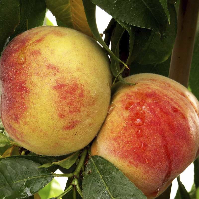 Prunus Persica