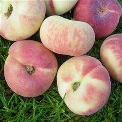 Prunus persica Saturn