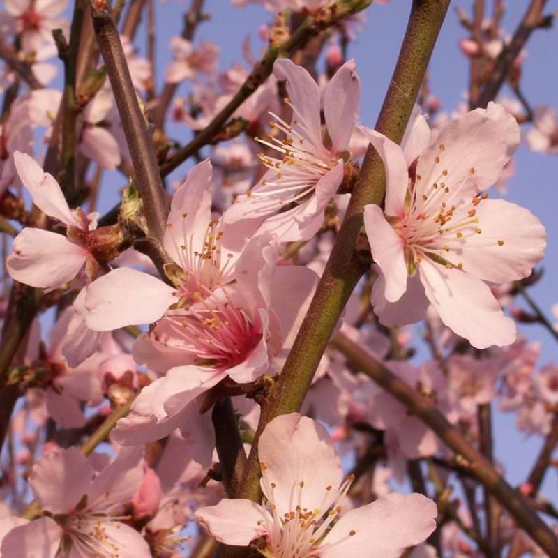 Ferskenmandel blomst