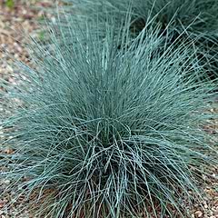 Bjørnegræs/Svingel Blå (Festuca glauca 'Elijah Blue') Potte 1 liter