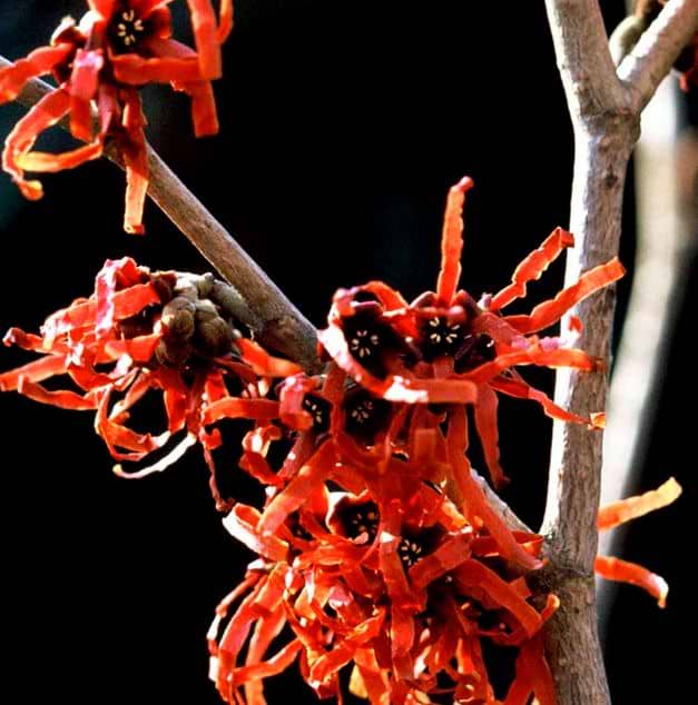 Troldnød (Hamamelis intermedia 'Feuerzauber') 80-120 cm