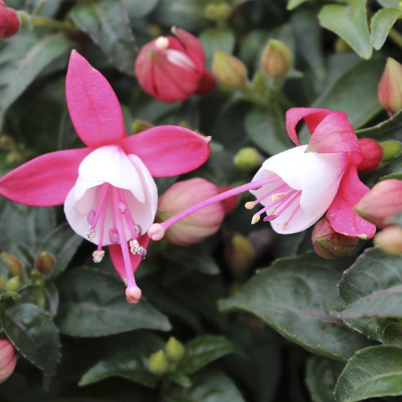 pink hvid 