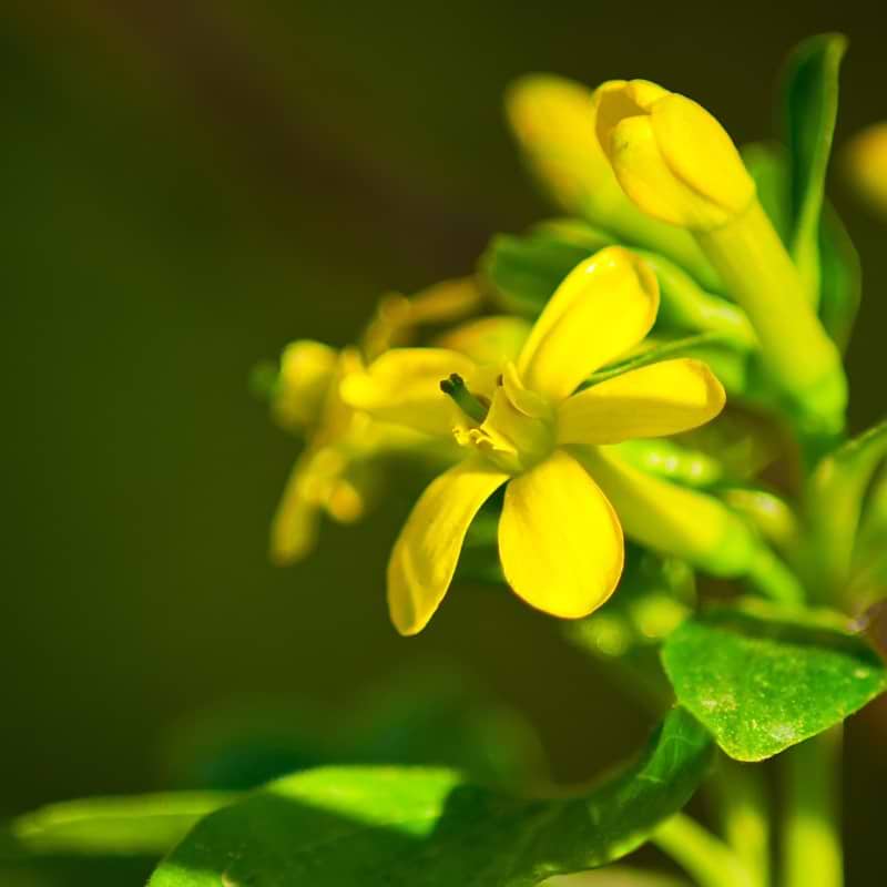 GULDRIBS  'AUREUM´