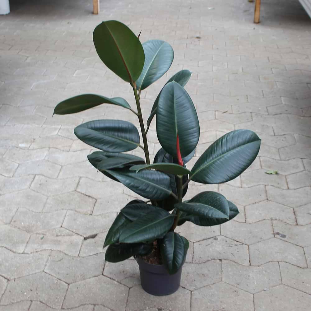 Ficus Abidjan