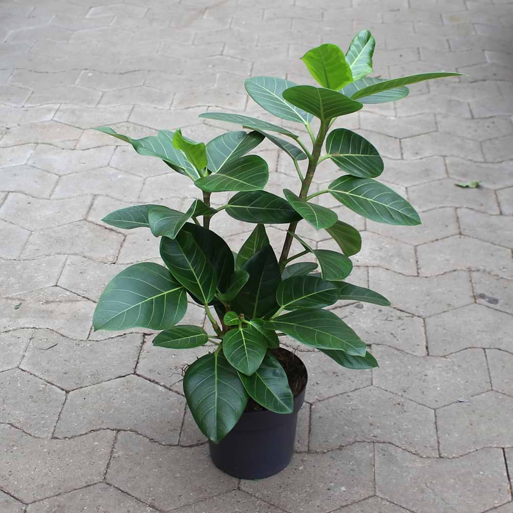 Ficus Altissima