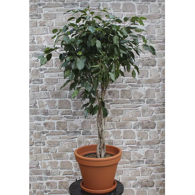 ficus benjamin