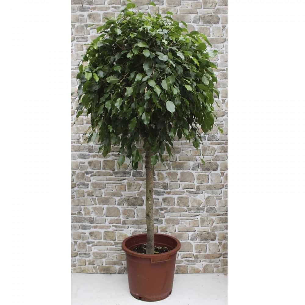 Ficus daniel
