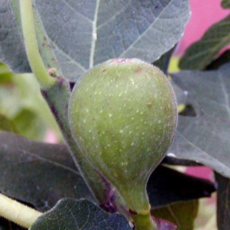 Figen (Ficus carica 'Precose De Dalmatie') - Flere varianter 