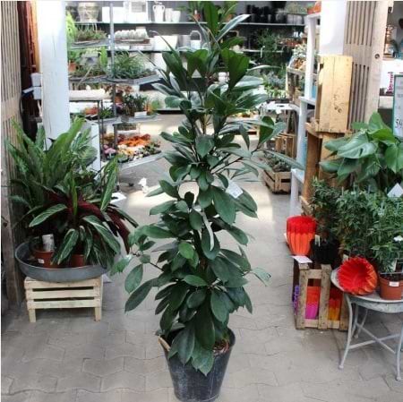stueplante