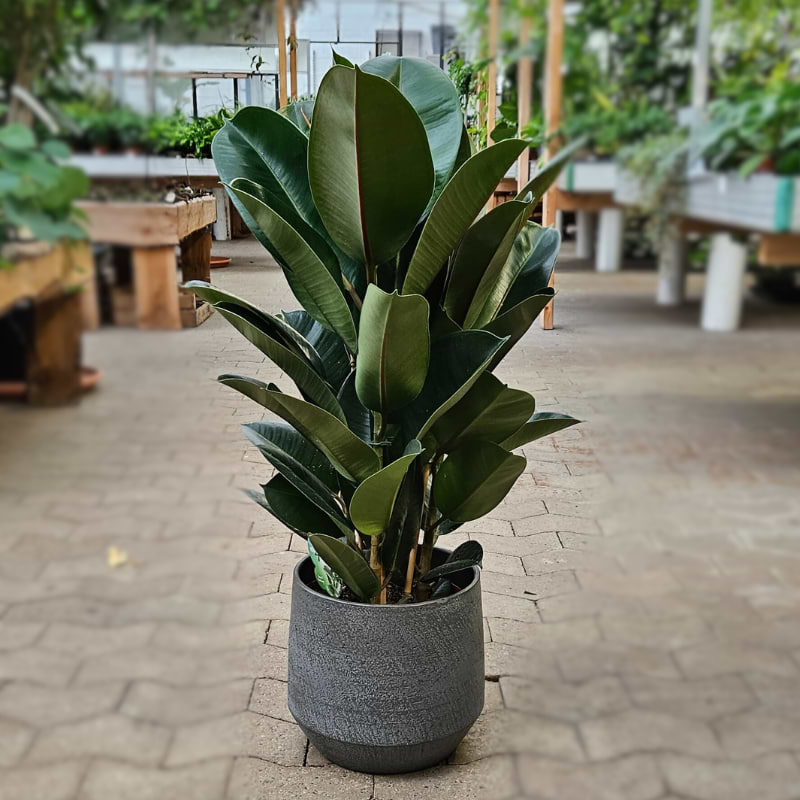 Gummiplante Ficus Elastica 'Abidjan'