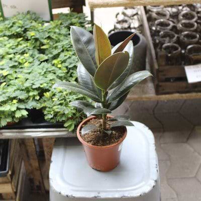 Gummiplante (Ficus elastica 'Robusta') - Flere varianter 