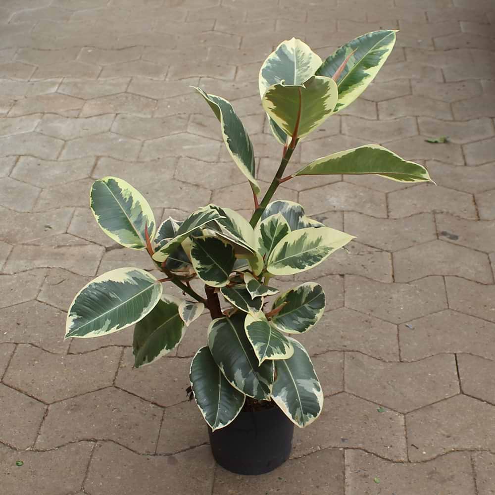 Ficus Tineke