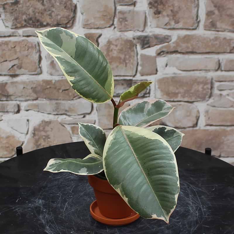 Ficus