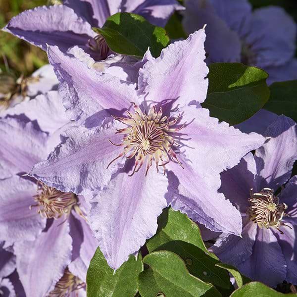 klematis blomst