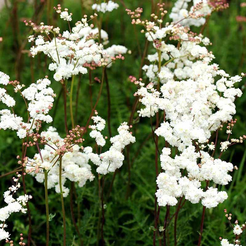 Filipendula vulgare Plena