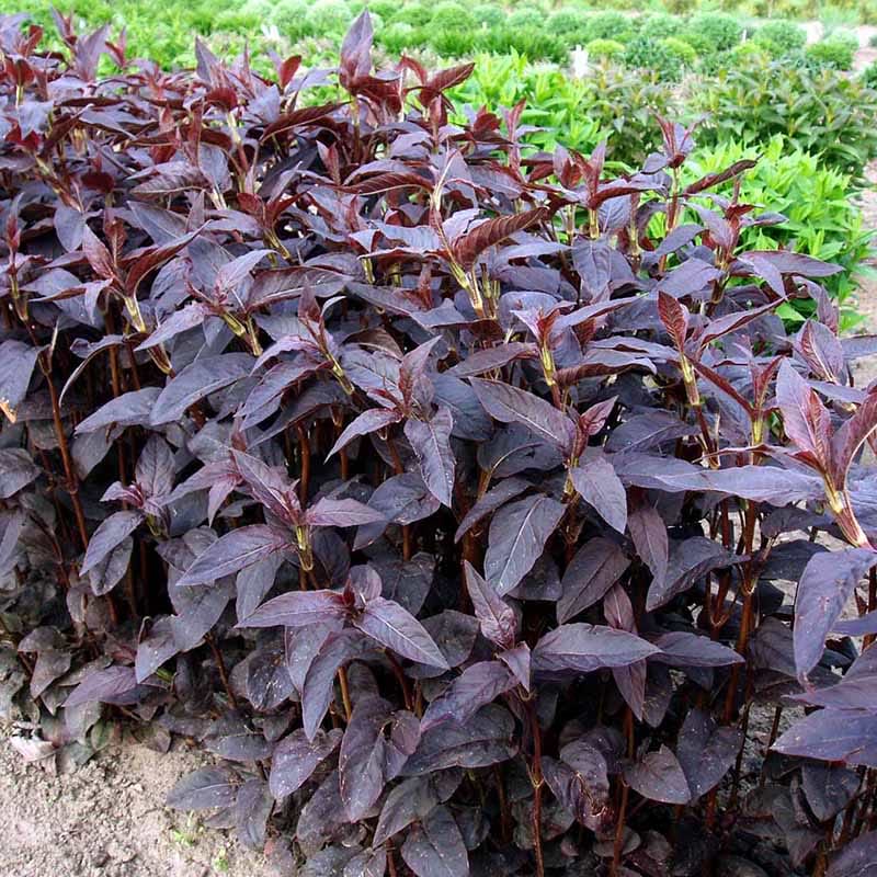Lysimachia 