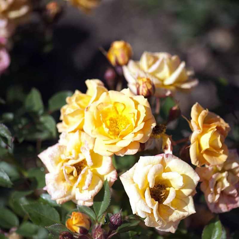 Bunddækkende rose Flaming Cover