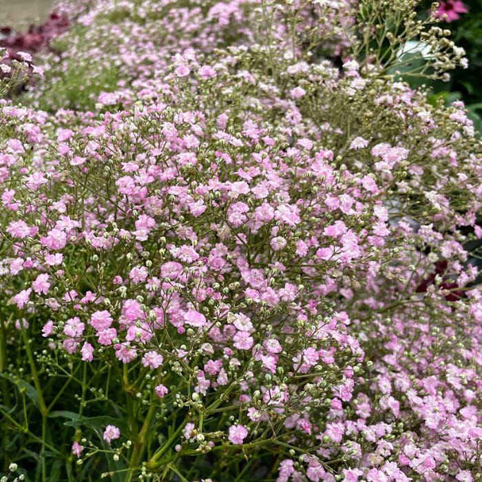 brudesl-r-gypsophila-paniculata-flamingo-k-bes-online-her-hos-os