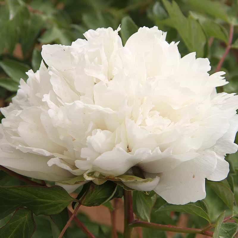 Paeonia Rockii-Flare Carte Blanche