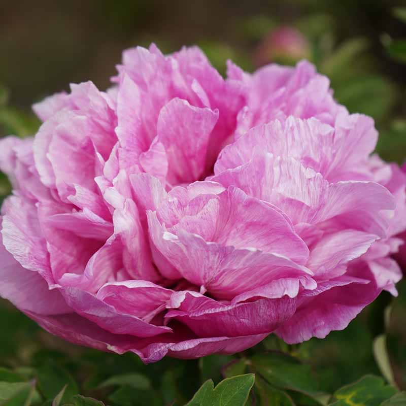 Paeonia Lactiflora Rockii-Flare Dream Jing Zui Mei