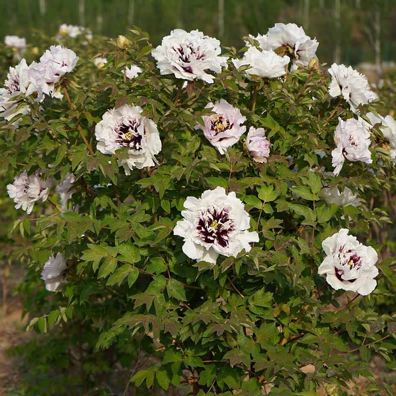 Paeonia Rockii-Flare Eagle Wings Jing Yu Tian Cheng