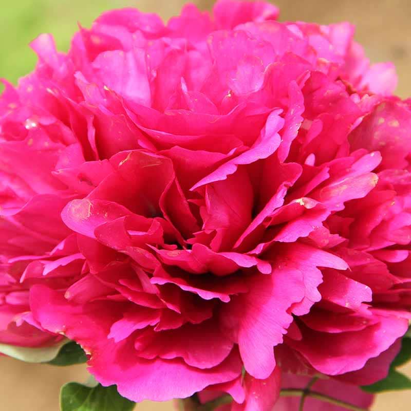 Paeonia Rockii-Flare Marvellous Jing Xuan Hong