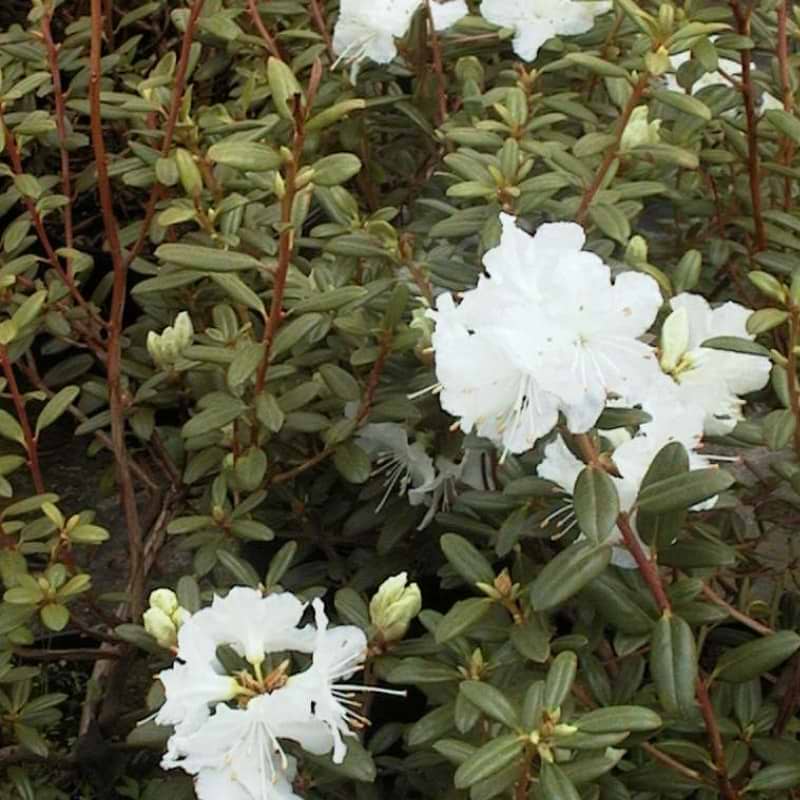 flavidum album